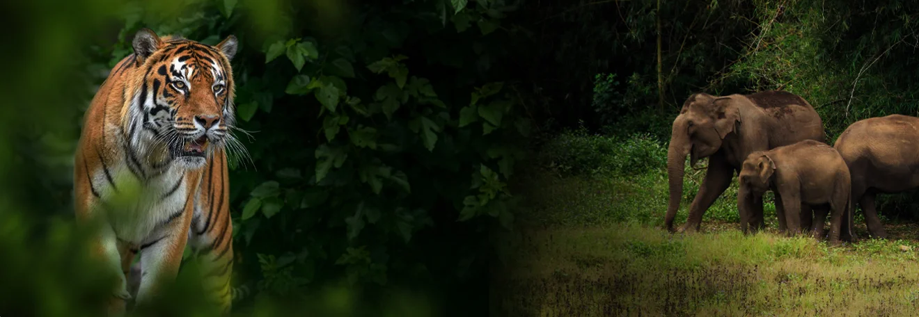 wildlife visit in wayanad