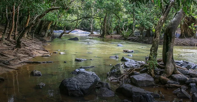 Bamboo rafting at Kuruva Island - Budget Hotels in Sulthan Bathery nature tours