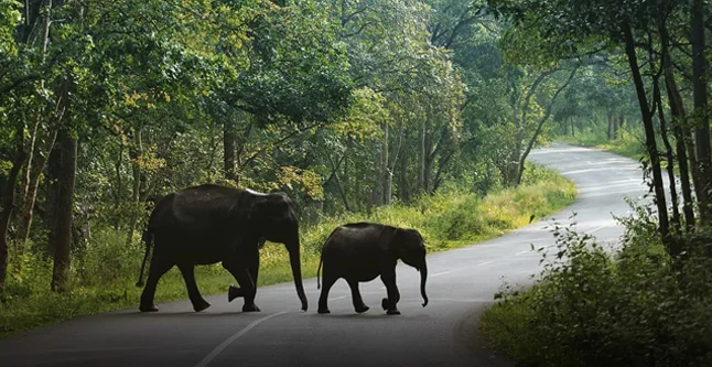 Muthanga Wildlife Sanctuary Safari near budget hotels in Sulthan Bathery